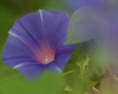 Tapeta Nature Flowers 222.jpg